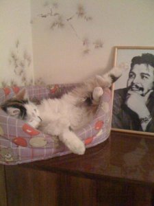кошка и Че Гевара
