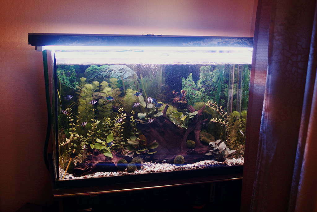Симин аквариум в гостинной 