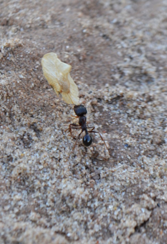 Труд муравья