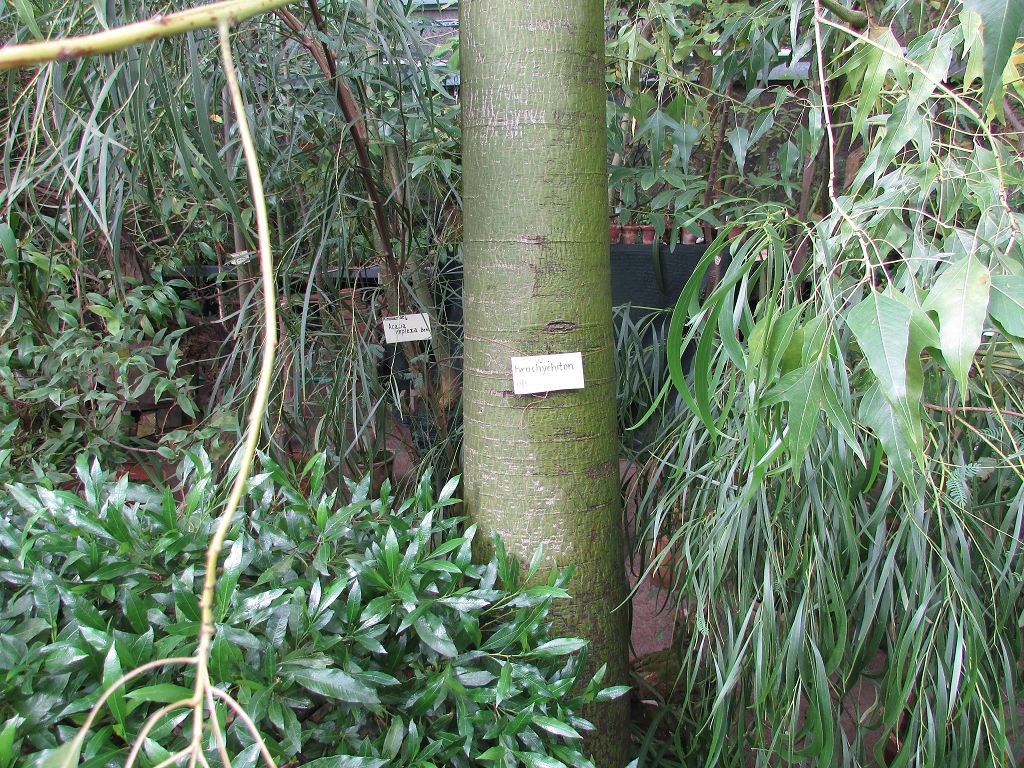 "Похихихус" или по нормальному Брахихитон. Бутылочное дерево неизменно вызывающее улыбки посетителей своим названием.